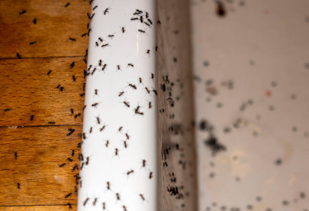 Best Pest Control for Homes  in Gibsonton, FL