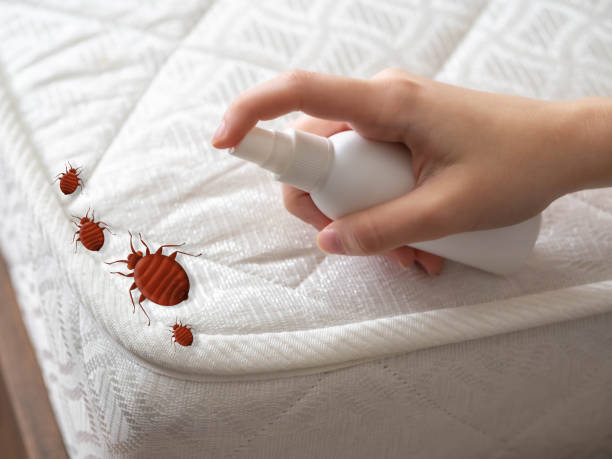 Best Termite Control Services  in Gibsonton, FL