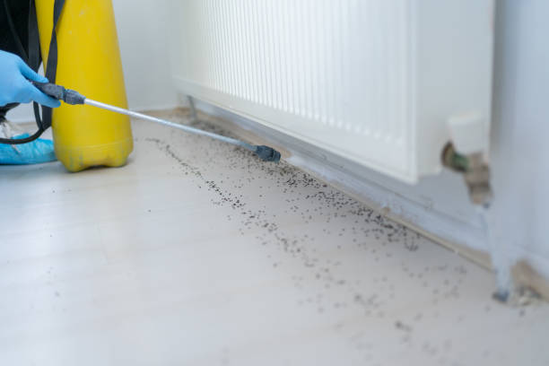 Professional Pest Control in Gibsonton, FL